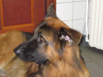 Hugo,stoere duitse herder,heeft een ernstige afwijking aan zijn bekken. Hierdoor zwakte vd achterhand. Acupunctuur helpt